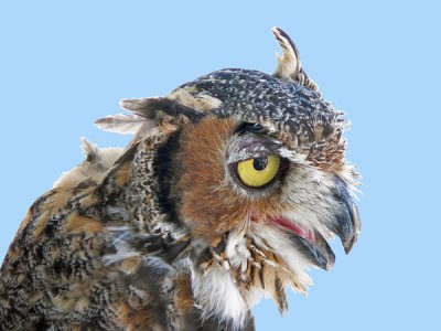 GREAT HORNED OWL  (Bubo virginianus)