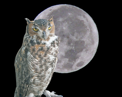 GREAT HORNED OWL-MOON COMPOSITE