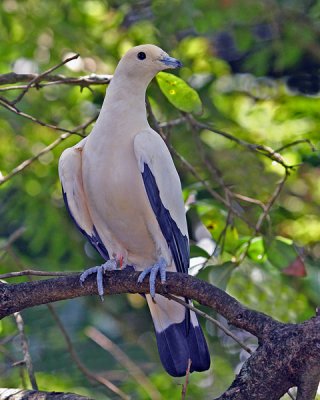(Identification pending)