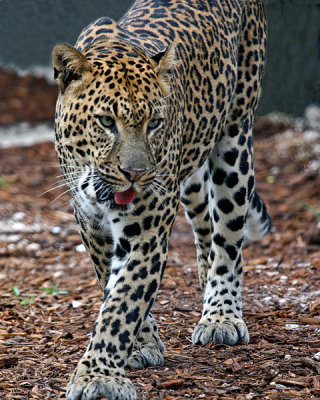 AFRICAN LEOPARD  (Panthera pardus)