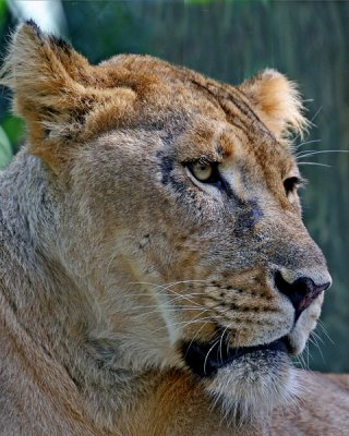 AFRICAN LIONESS (Panthera leo)