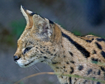 SERVAL CAT (Leptailurus serval)