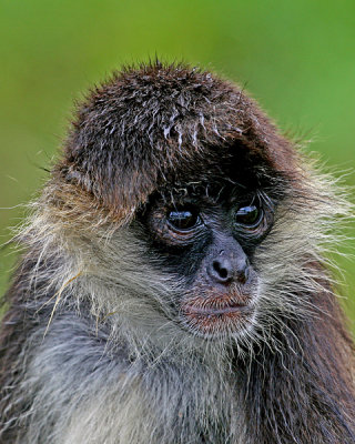 YOUNG BLACK-HANDED SPIDER MONKEY  (Ateles geoffroyi)
