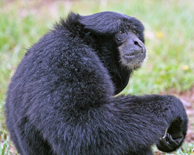 ADULT MALE SIAMANG  (Hylobates syndactylus)