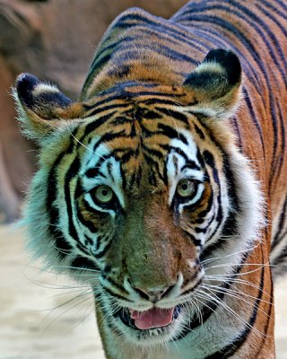 BENGAL TIGER