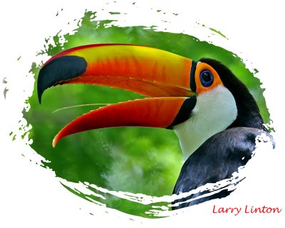 TOCO TOUCAN