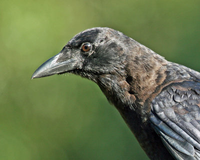 AMERICAN CROW (Corvus brachyrhynchos)
