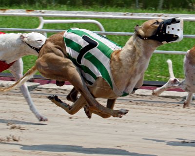  GREYHOUND TRACK