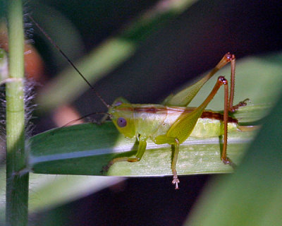GRASSHOPPER  (Orthoptera)
