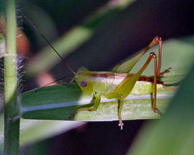 GRASSHOPPER (Orthoptera)