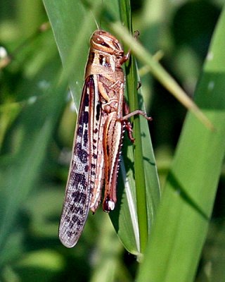GRASSHOPPER (Orthoptera)