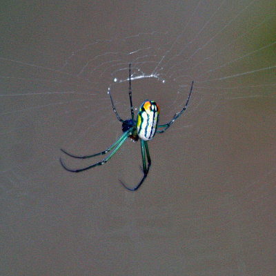 VENUSTA ORCHID SPIDER (Leucauge venusta)