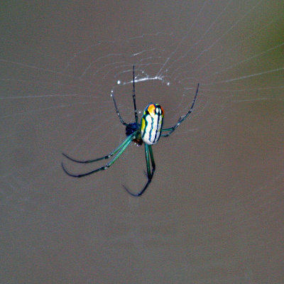 VENUSTA ORCHID  SPIDER  (Leucauge venusta)