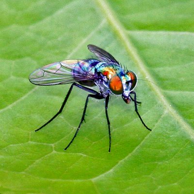 FLY (Diptera)
