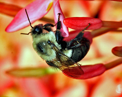 HONEYBEE/FLOWER   (O-Hymenoptera)