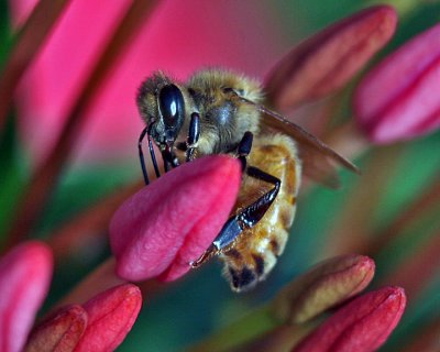 HONEYBEE/FLOWER