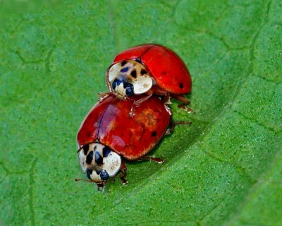 MATING BEETLES (Coleoptera)