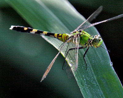 FEMALE EASTERN PONDHAWK DRAGONFLY  (Erythemis simplicicollis)