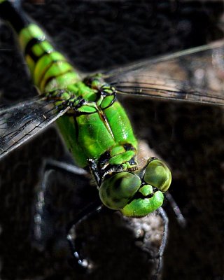 GREEN DARNER DRAGON FLY  Anax junius  (Odonata)