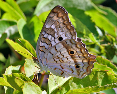BUTTERFLY (Lepidoptera)