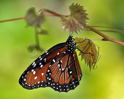 MONARCH BUTTERFLY (Danaus plexippus)