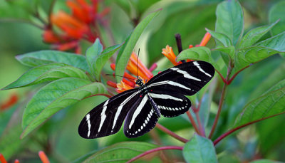 ZEBRA LONGWING BUTTERFLY (Heliconius charitonius)