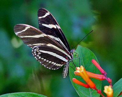ZEBRA LONGWING BUTTERFLY (Heliconius charitonius)