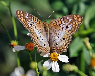 BUTTERFLY (Lepidoptera)