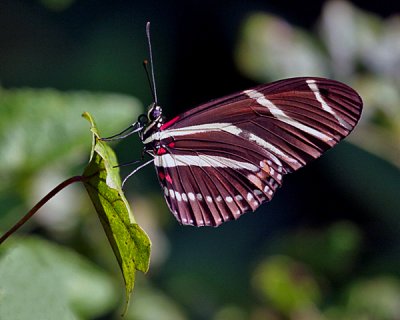 ZEBRA LONGWING BUTTERFLY (Heliconius charitonius)