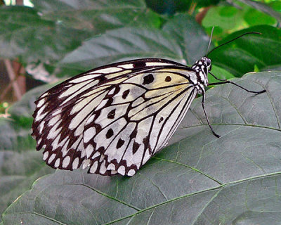 PAPER KITE BUTTERFLY (Idea leuconoe)