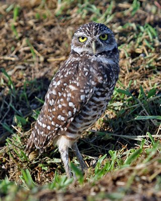 BURROWING OWL