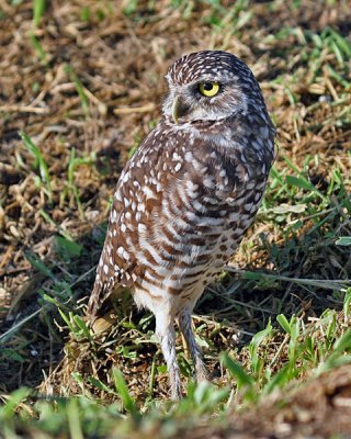 BURROWING OWL