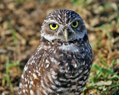 BURROWING OWL