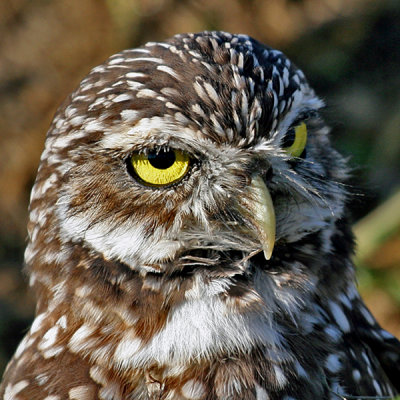 BURROWING OWL