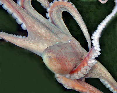 OCTOPUS (Octopus vulgaris)