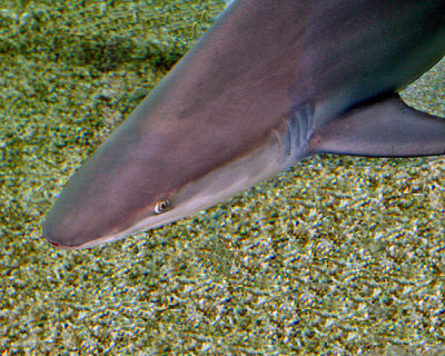 SHARK (Chondrichthyes)