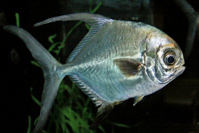 PERMIT FISH (Trachinotus falcatus)