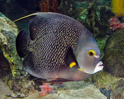 FRENCH ANGELFISH (Pomacanthus paru)
