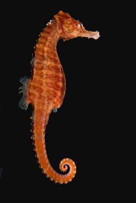 SEAHORSE  (Hippocampus erectus)