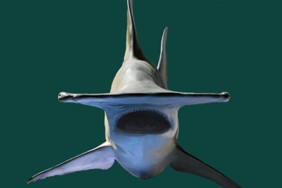 GREAT HAMMERHEAD SHARK (Sphyrna mokarran)