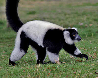 BLACK AND WHITE RUFFED LEMUR (Varecia variegata)