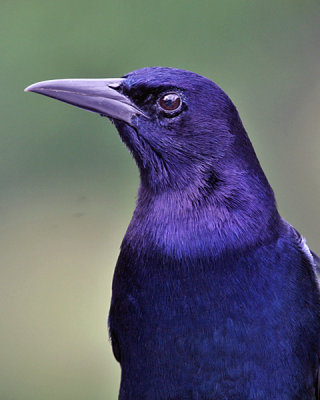 MALE GRACKLE