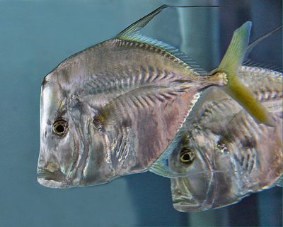 LOOKDOWN FISH (Selene vomer)