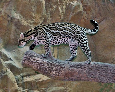OCELOT  (Leopardus pardalis)