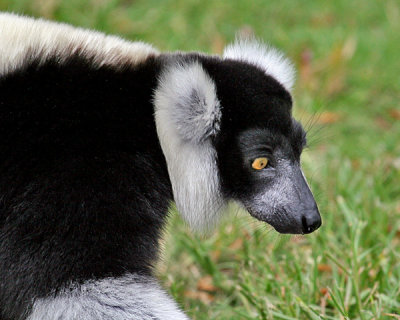 BLACK AND WHITE RUFFED LEMUR
