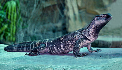 SAVANNAH MONITOR  (Varanus exanthematicus)