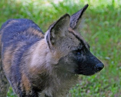 AFRICAN PAINTED DOG (Lycaon pictus)
