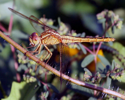 DRAGONFLY (Odonata)