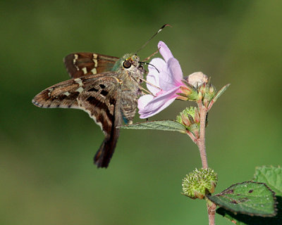 LONG-TAILED SKIPPER (Urbanus proteus)