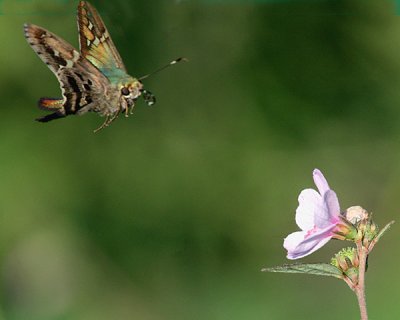 LONG-TAILED SKIPPER (Urbanus proteus)